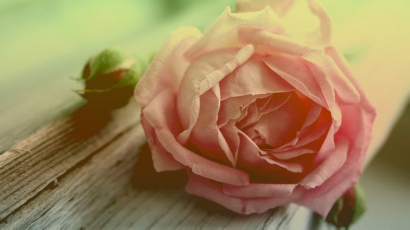 大运河森林公园门票价格表