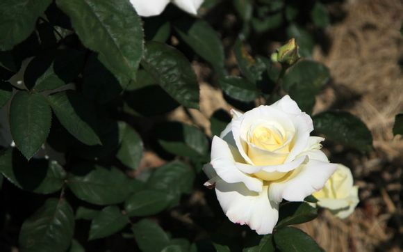 安全生产目的是