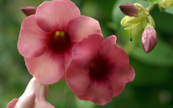 深圳北到广州南高铁票