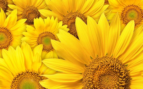 武汉长江大桥单双号