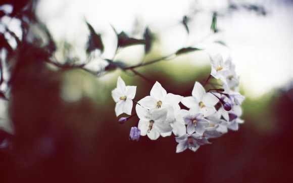 杨家将新传之杨五郎